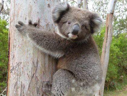young-koala.jpg
