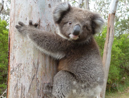 Young Koala