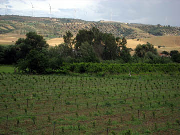 067-Cosenza-03